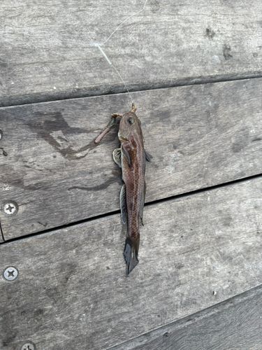 マハゼの釣果