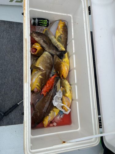 アオハタの釣果