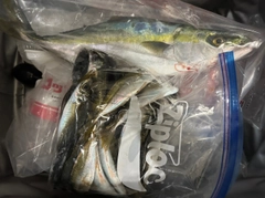 ブリの釣果