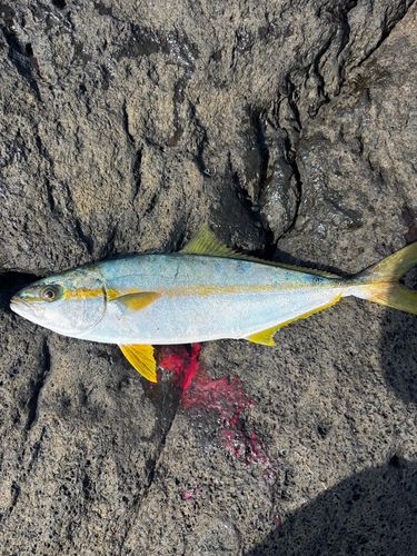 ヒラマサの釣果