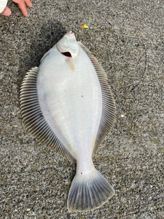 マガレイの釣果