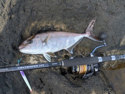 カンパチの釣果