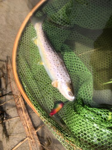 ブラウントラウトの釣果