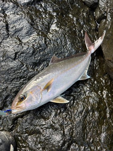 カンパチの釣果