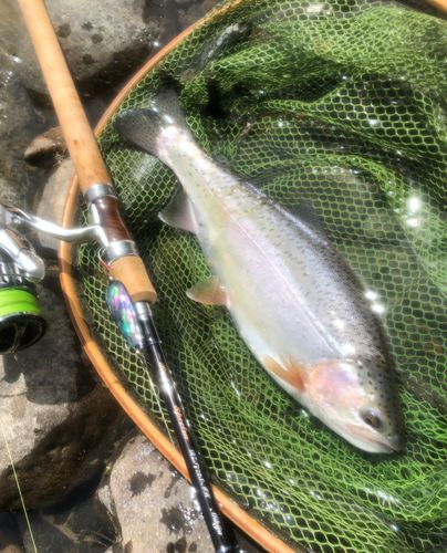 ニジマスの釣果
