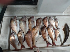 マダイの釣果