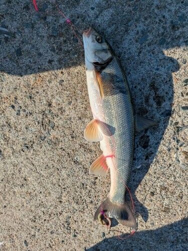 ウグイの釣果