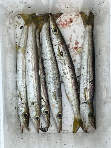 カマスの釣果