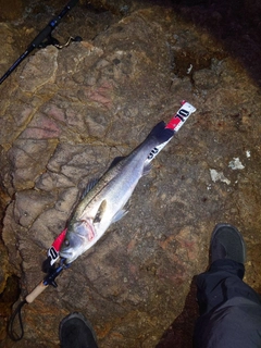フッコ（ヒラスズキ）の釣果