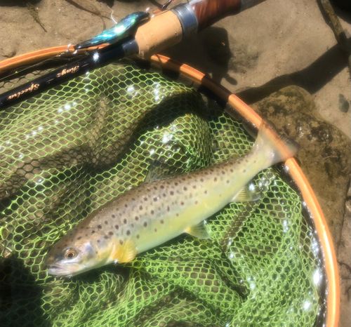 ブラウントラウトの釣果