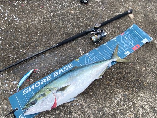 ブリの釣果