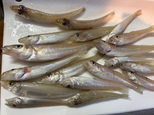 キスの釣果