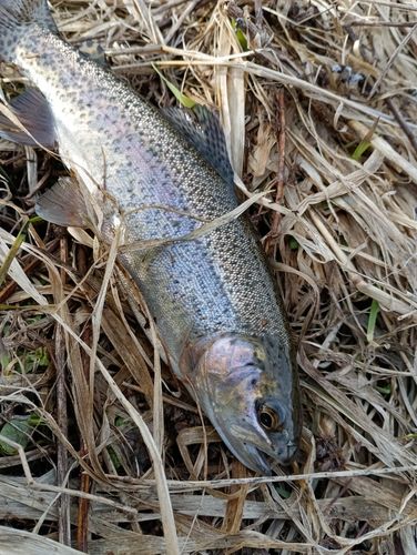 ニジマスの釣果