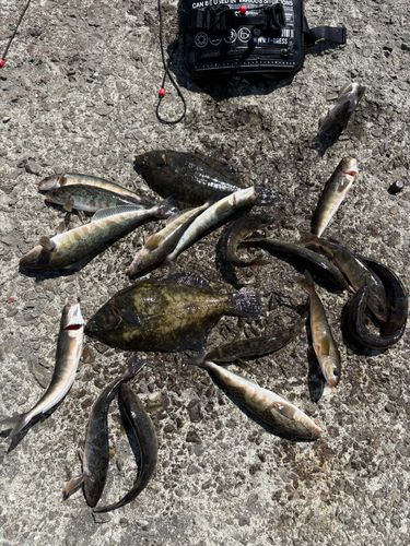 ホッケの釣果
