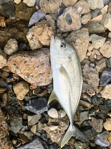 オニヒラアジの釣果