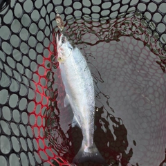 ヤマメの釣果