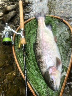 ニジマスの釣果