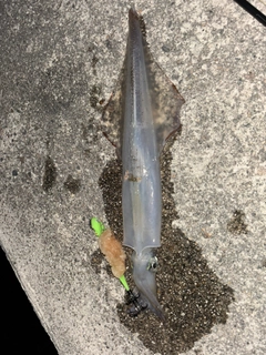 ヤリイカの釣果