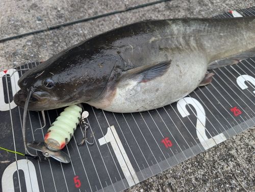 ナマズの釣果