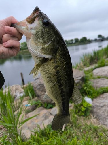 ラージマウスバスの釣果
