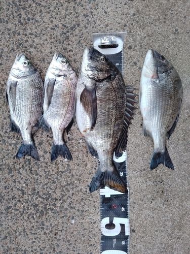 クロダイの釣果