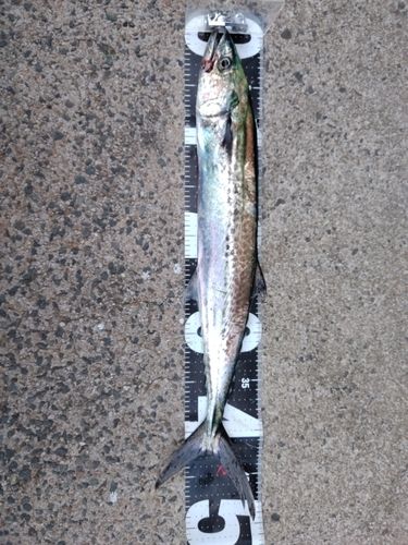 サゴシの釣果