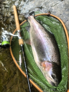 ニジマスの釣果