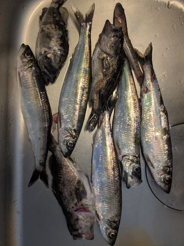 ニシンの釣果