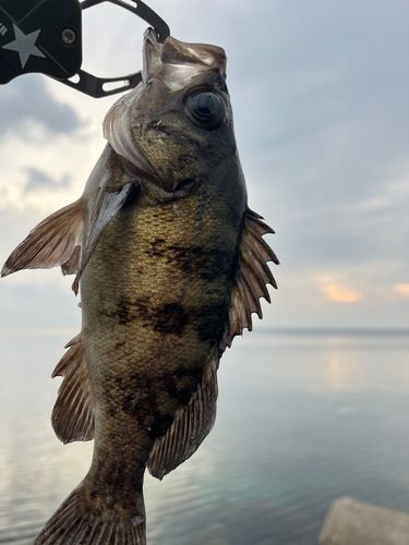 メバルの釣果