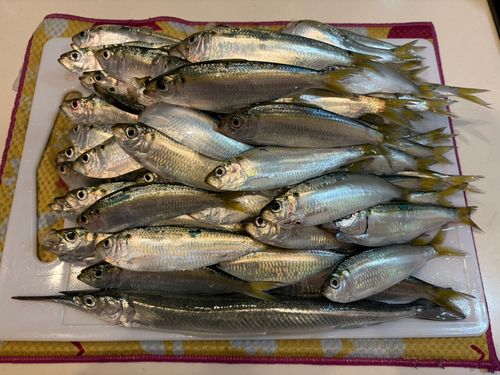 サッパの釣果