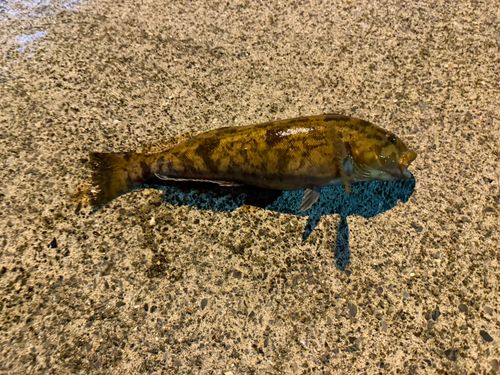 アイナメの釣果