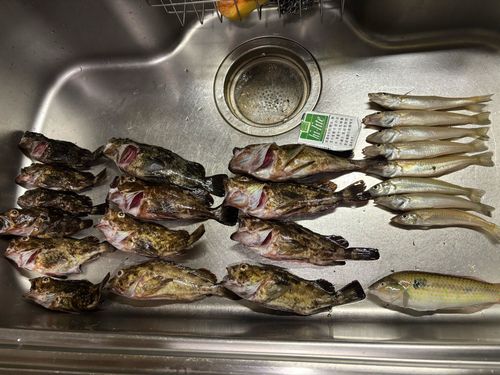 カサゴの釣果