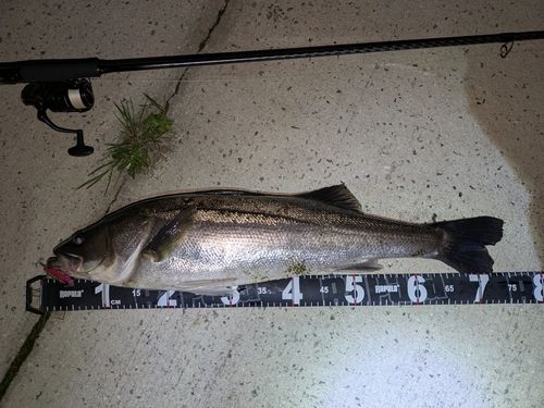 シーバスの釣果