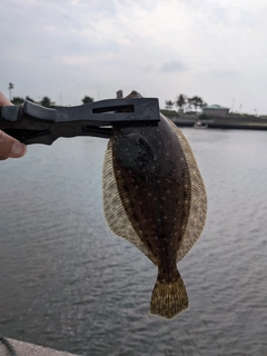 シロギスの釣果
