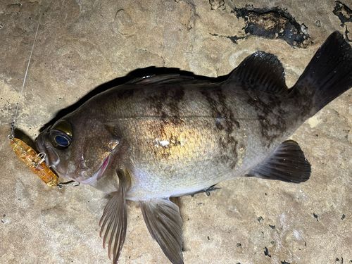 メバルの釣果