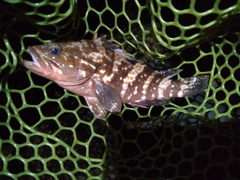 キジハタの釣果