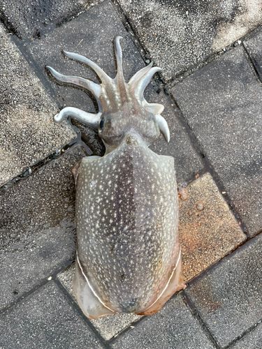 シリヤケイカの釣果