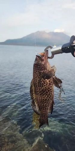 オオモンハタの釣果