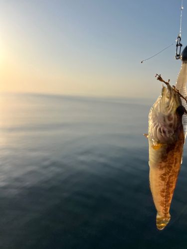 アナハゼの釣果
