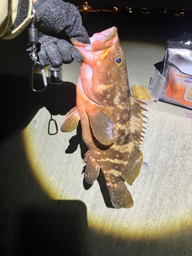アコウの釣果
