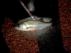 セイゴ（マルスズキ）の釣果