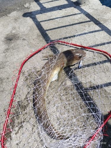 エソの釣果