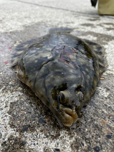 クロガシラガレイの釣果