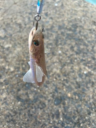 エソの釣果