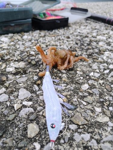 タコの釣果