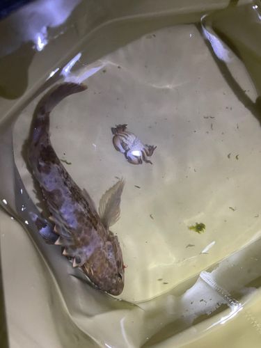 タケノコメバルの釣果