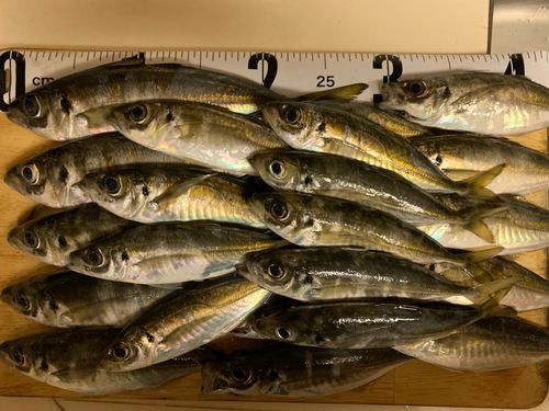マアジの釣果