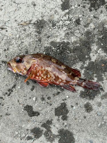 カサゴの釣果