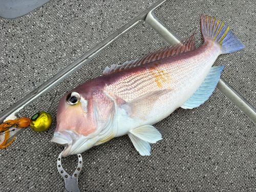 アマダイの釣果