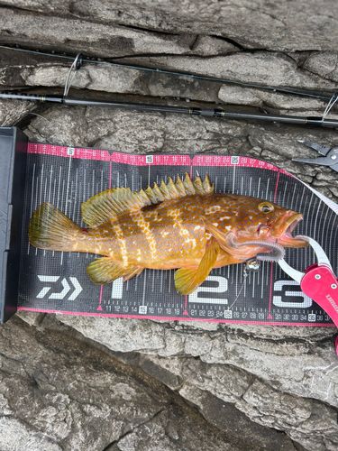 キジハタの釣果